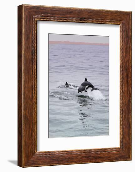 Walvis Bay, Namibia. Rare Pregnant Heaviside's Dolphin Breaching-Janet Muir-Framed Photographic Print