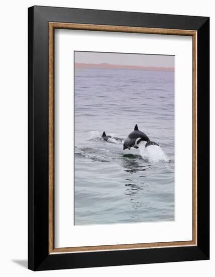 Walvis Bay, Namibia. Rare Pregnant Heaviside's Dolphin Breaching-Janet Muir-Framed Photographic Print