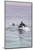 Walvis Bay, Namibia. Rare Pregnant Heaviside's Dolphin Breaching-Janet Muir-Mounted Photographic Print