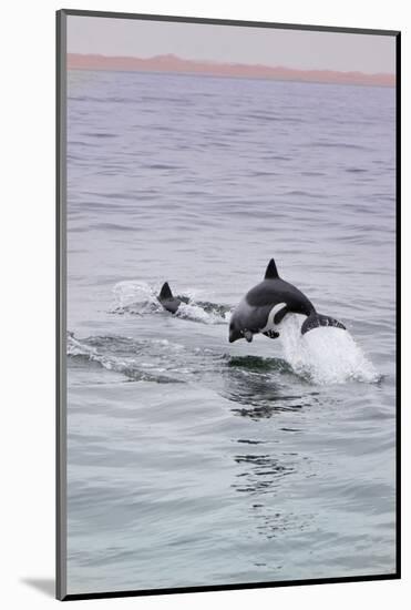 Walvis Bay, Namibia. Rare Pregnant Heaviside's Dolphin Breaching-Janet Muir-Mounted Photographic Print