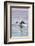 Walvis Bay, Namibia. Rare Pregnant Heaviside's Dolphin Breaching-Janet Muir-Framed Photographic Print