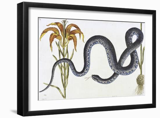 Wampum Snake Natural History of Carolina, Florida and Bahamas Anguis-Mark Catesby-Framed Giclee Print