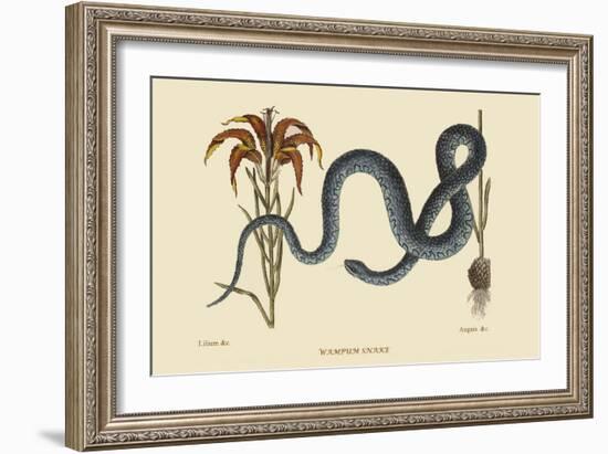 Wampum Snake-Mark Catesby-Framed Art Print