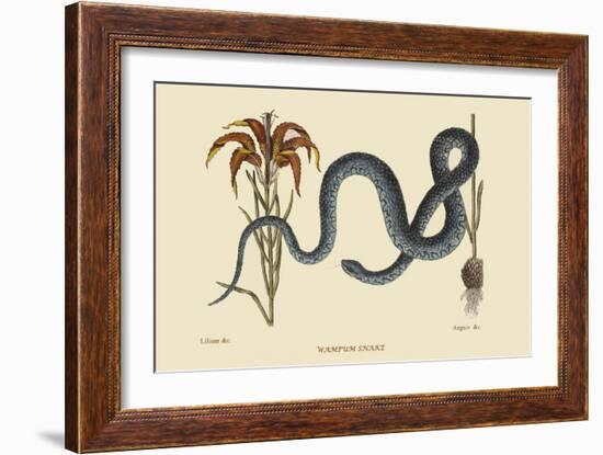 Wampum Snake-Mark Catesby-Framed Art Print