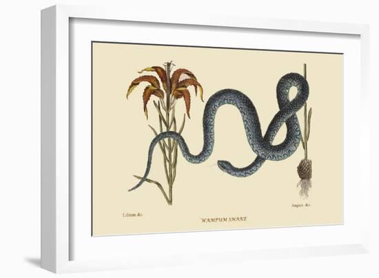 Wampum Snake-Mark Catesby-Framed Art Print