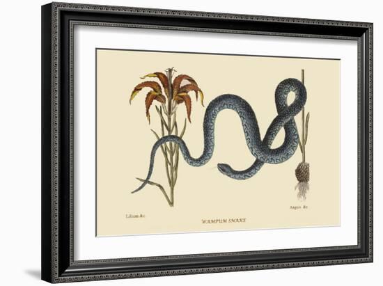 Wampum Snake-Mark Catesby-Framed Art Print