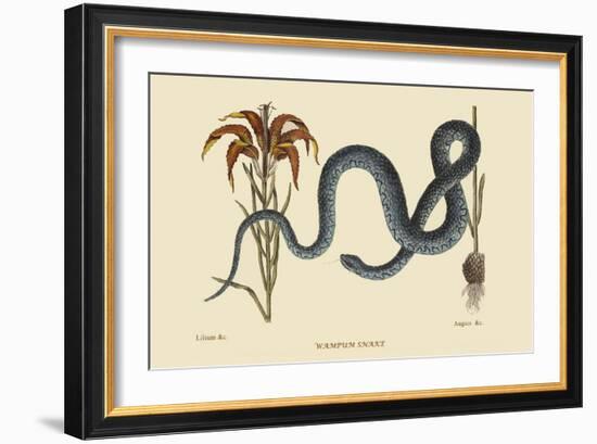 Wampum Snake-Mark Catesby-Framed Art Print