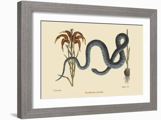 Wampum Snake-Mark Catesby-Framed Premium Giclee Print