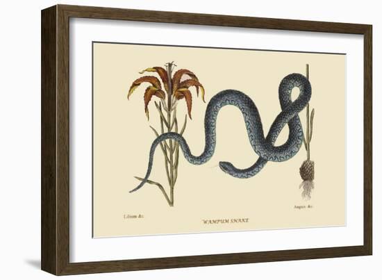 Wampum Snake-Mark Catesby-Framed Premium Giclee Print