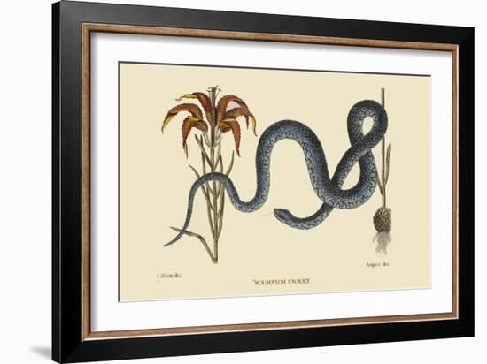 Wampum Snake-Mark Catesby-Framed Premium Giclee Print