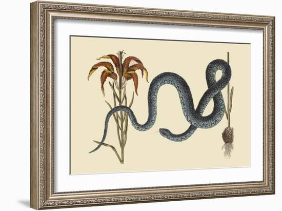 Wampum Snake-Mark Catesby-Framed Art Print