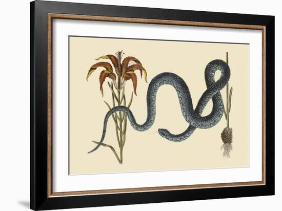 Wampum Snake-Mark Catesby-Framed Art Print