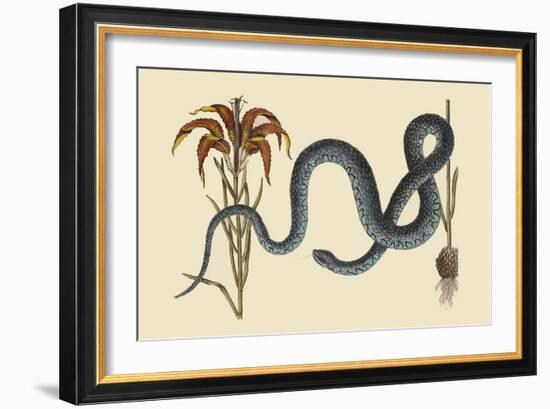 Wampum Snake-Mark Catesby-Framed Art Print