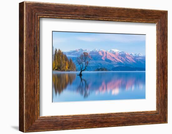 Wanaka Tree, Southern Alps and Autumn Leaves Standing on Lake Wanaka in New Zealand-pespiero-Framed Photographic Print