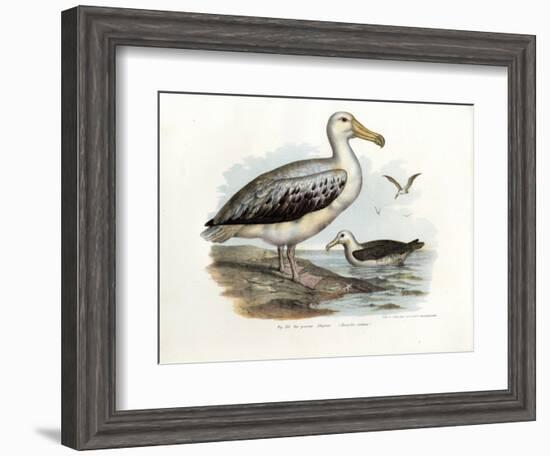 Wandering Albatross, 1864-null-Framed Giclee Print