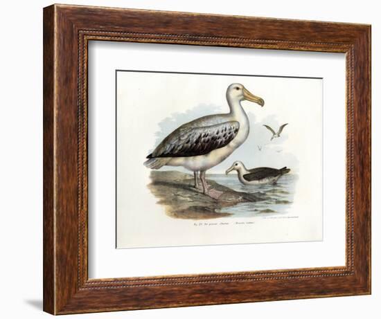 Wandering Albatross, 1864-null-Framed Giclee Print