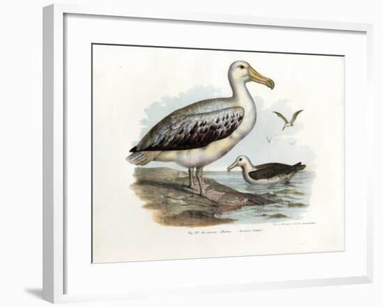 Wandering Albatross, 1864-null-Framed Giclee Print