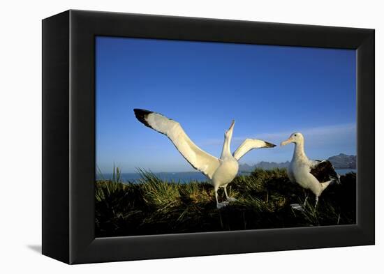 Wandering Albatross Courtship Display-null-Framed Premier Image Canvas