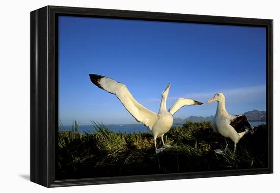 Wandering Albatross Courtship Display-null-Framed Premier Image Canvas