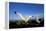 Wandering Albatross Courtship Display-null-Framed Premier Image Canvas