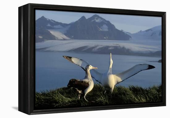 Wandering Albatross Courtship Display-null-Framed Premier Image Canvas