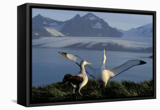 Wandering Albatross Courtship Display-null-Framed Premier Image Canvas