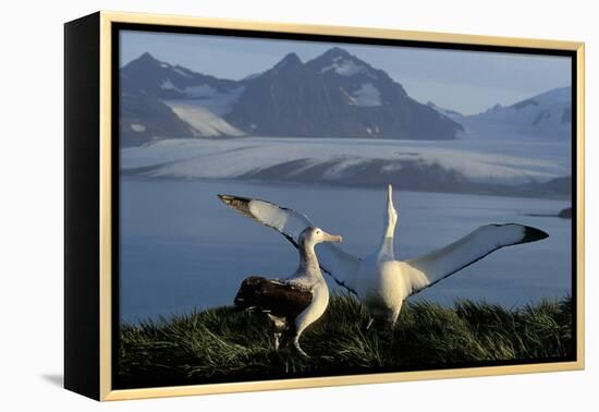 Wandering Albatross Courtship Display-null-Framed Premier Image Canvas