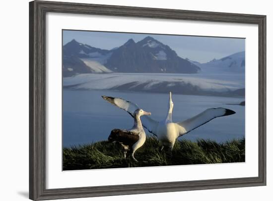 Wandering Albatross Courtship Display--Framed Photographic Print