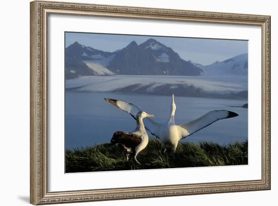 Wandering Albatross Courtship Display-null-Framed Photographic Print