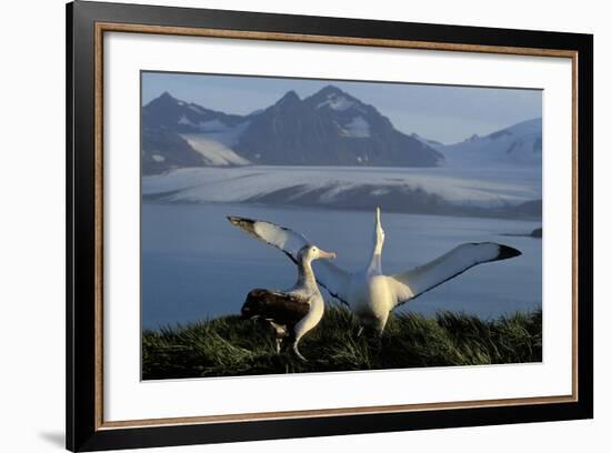 Wandering Albatross Courtship Display-null-Framed Photographic Print