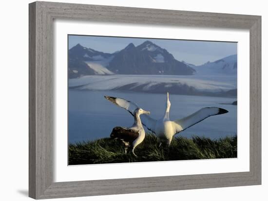 Wandering Albatross Courtship Display-null-Framed Photographic Print