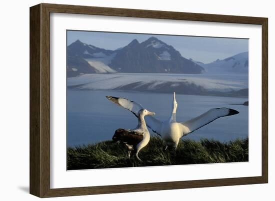 Wandering Albatross Courtship Display-null-Framed Photographic Print