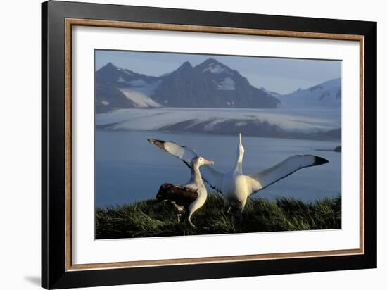 Wandering Albatross Courtship Display-null-Framed Photographic Print