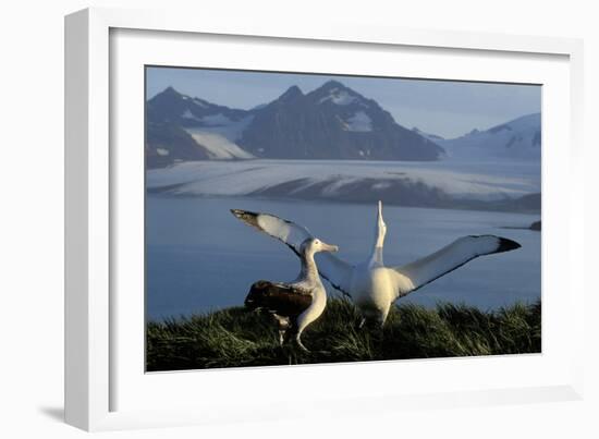 Wandering Albatross Courtship Display-null-Framed Photographic Print