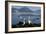 Wandering Albatross Courtship Display-null-Framed Photographic Print