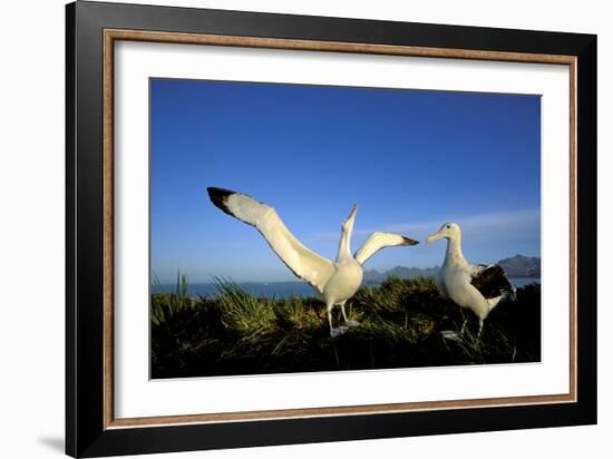 Wandering Albatross Courtship Display-null-Framed Photographic Print