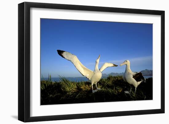 Wandering Albatross Courtship Display-null-Framed Photographic Print