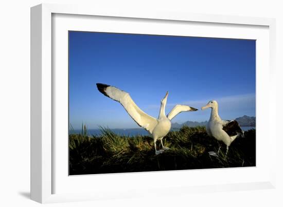 Wandering Albatross Courtship Display-null-Framed Photographic Print