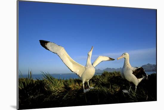 Wandering Albatross Courtship Display-null-Mounted Photographic Print