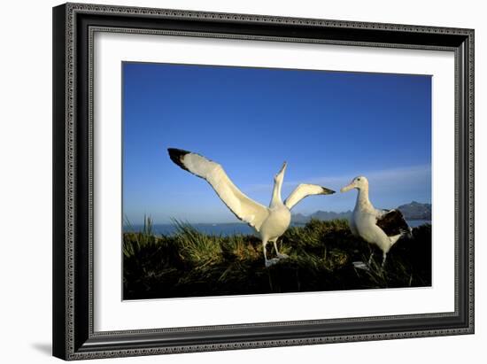 Wandering Albatross Courtship Display-null-Framed Photographic Print