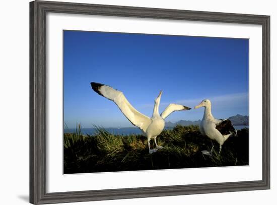 Wandering Albatross Courtship Display-null-Framed Photographic Print