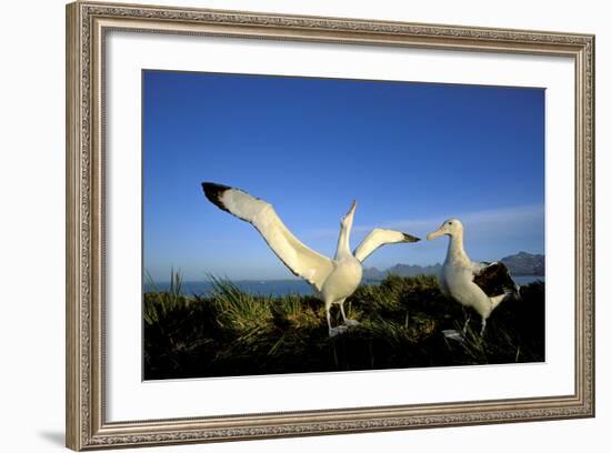 Wandering Albatross Courtship Display-null-Framed Photographic Print