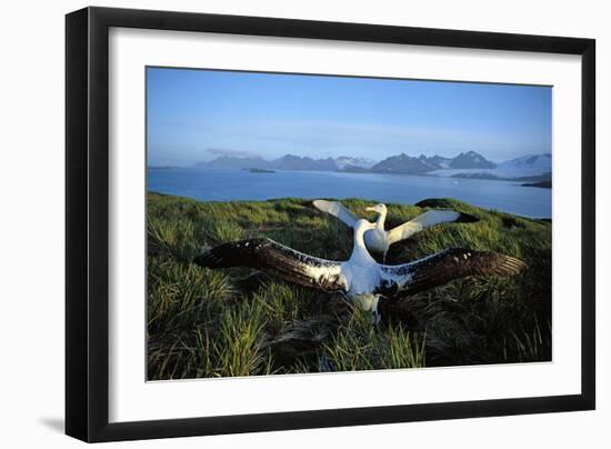 Wandering Albatross (Diomedea Exulans) Courtship Display-null-Framed Photographic Print