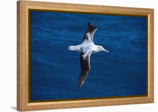 Wandering Albatross in Flight-null-Framed Premier Image Canvas