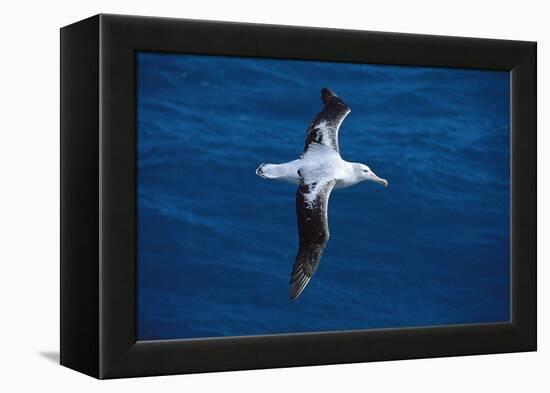 Wandering Albatross in Flight-null-Framed Premier Image Canvas