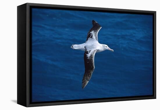 Wandering Albatross in Flight-null-Framed Premier Image Canvas