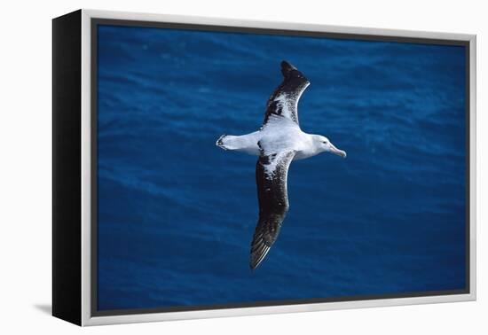 Wandering Albatross in Flight-null-Framed Premier Image Canvas