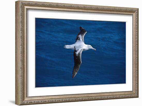 Wandering Albatross in Flight-null-Framed Photographic Print