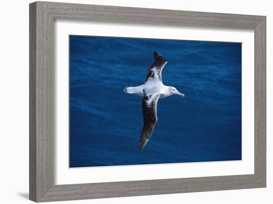 Wandering Albatross in Flight-null-Framed Photographic Print