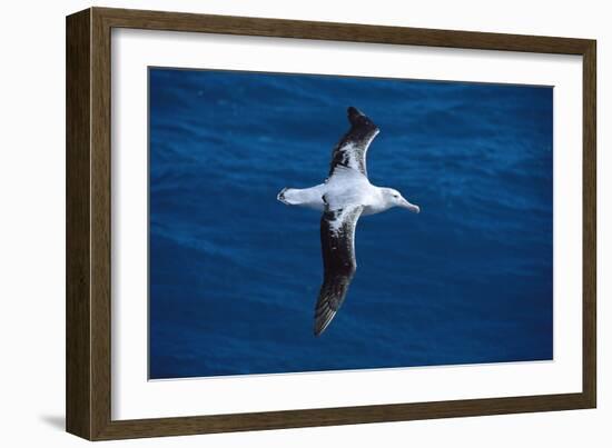 Wandering Albatross in Flight-null-Framed Photographic Print